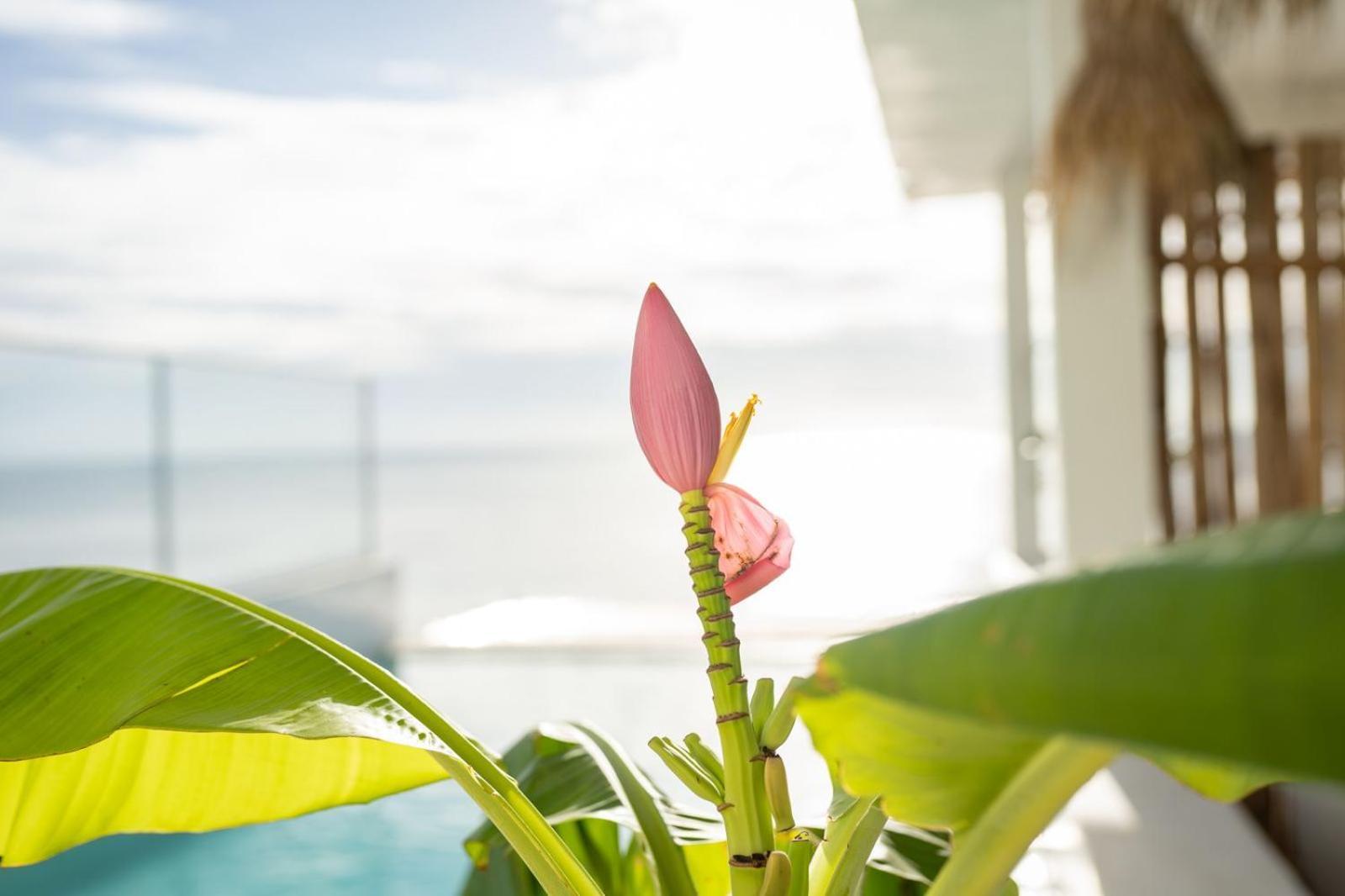 Sunrise Hotel Jambiani  Ngoại thất bức ảnh
